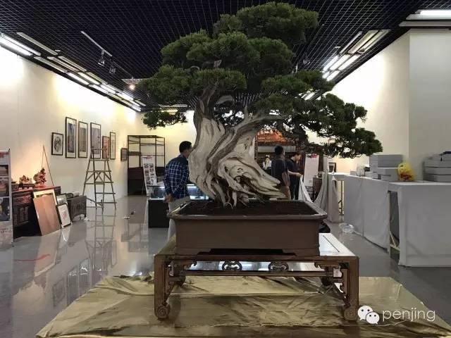 提请中国盆景界诸同仁注意：盆景将被他国申遗！