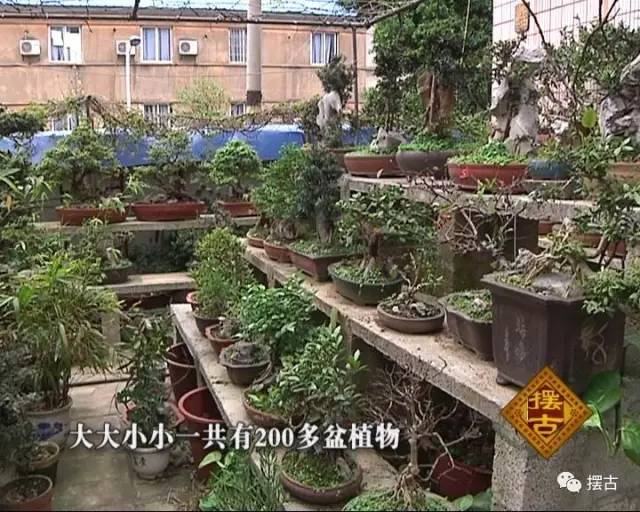 街头巷尾1 我来摆古-我家的附石盆景
