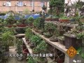 街头巷尾1 我来摆古-我家的附石盆景