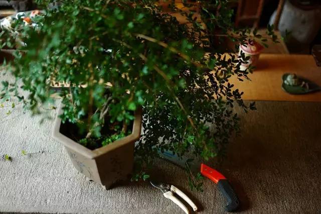 实战 | 修剪就是还原:超山盆景园王兴华盆景制作技巧