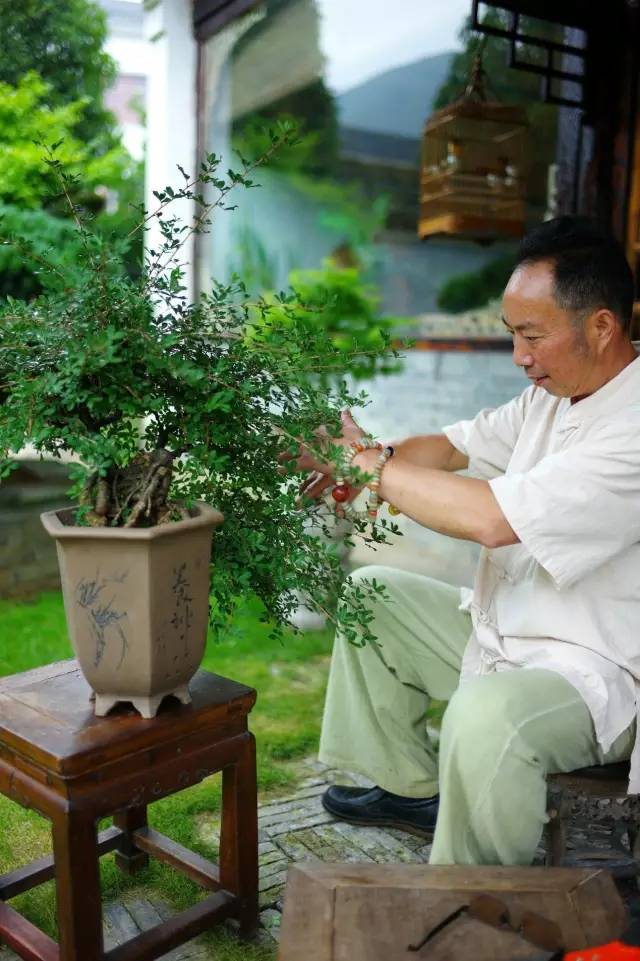 超山盆景园王兴华盆景制作技巧