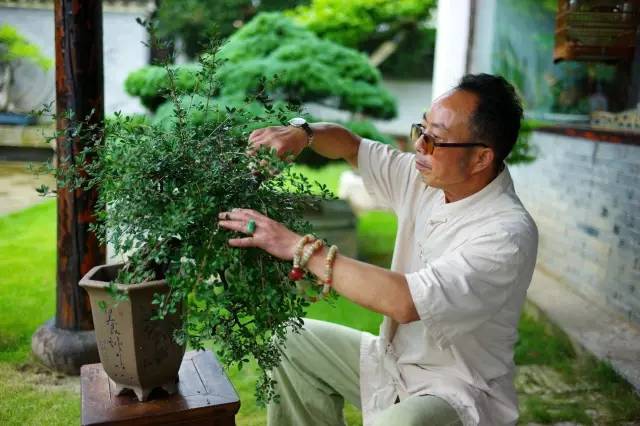 超山盆景园王兴华盆景制作技巧