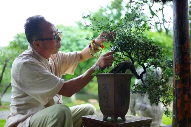 超山盆景园王兴华盆景制作技巧