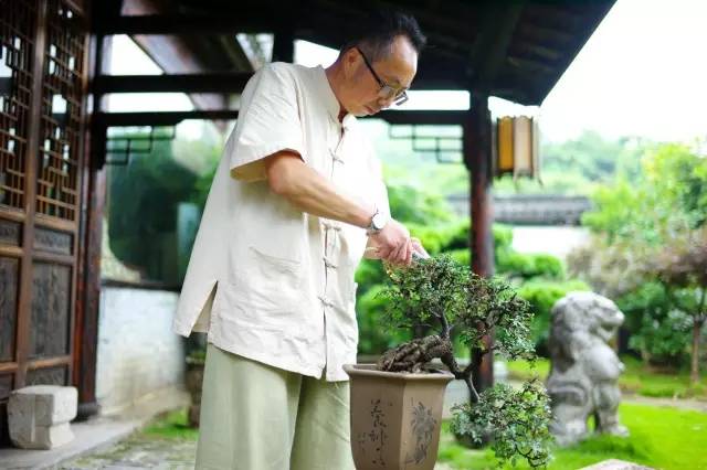 超山盆景园王兴华盆景制作技巧