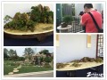 小微型盆景亮相武进沁鑫园 手掌大的盆景你见过吗？