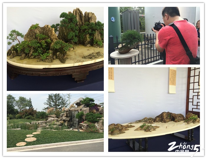 小微型盆景亮相武进沁鑫园 手掌大的盆景你见过吗?