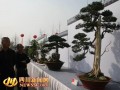 首个川派盆景传承基地挂牌 小盆景成就十亿产业