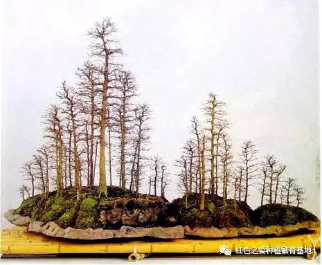 盆景的分类方法