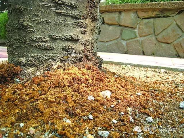 盆景老蛀虫怎么办~