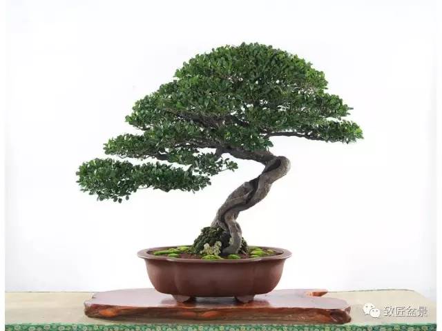 老桩盆景怎样浇水施肥的方法