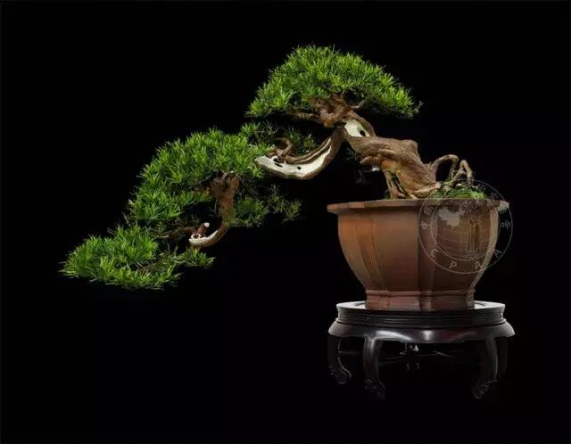 为什么这8盆能获得中国盆景国家大展最高奖&mdash;&mdash;大展奖？（2）