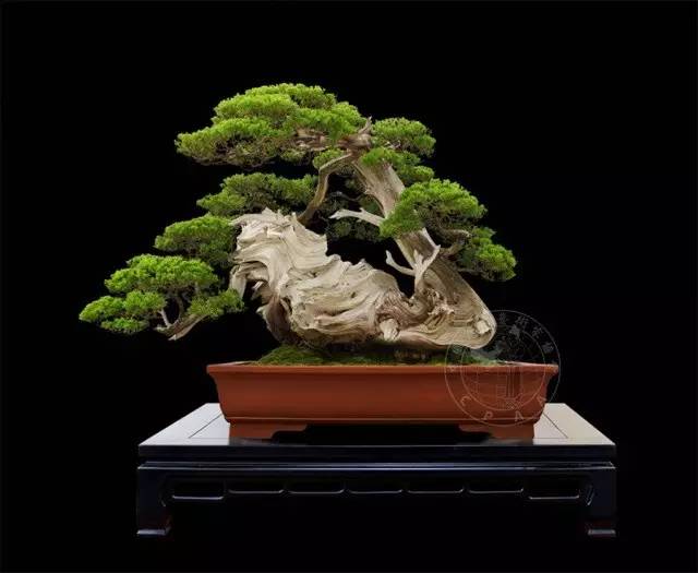 为什么这8盆能获得中国盆景国家大展最高奖&mdash;&mdash;大展奖？（2）
