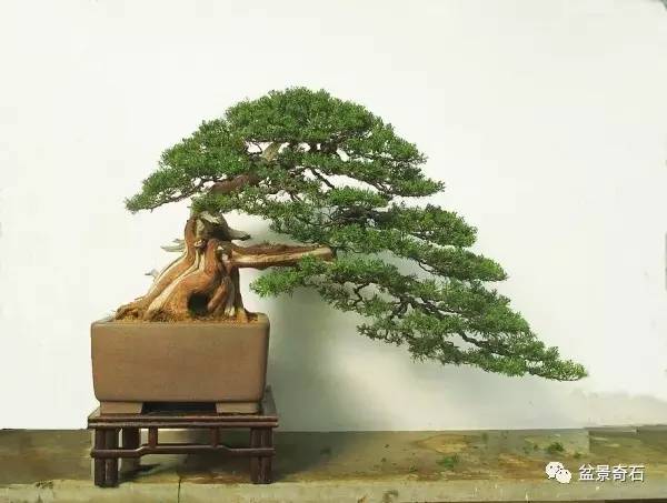 看苍老盆景 悟禅味沧桑