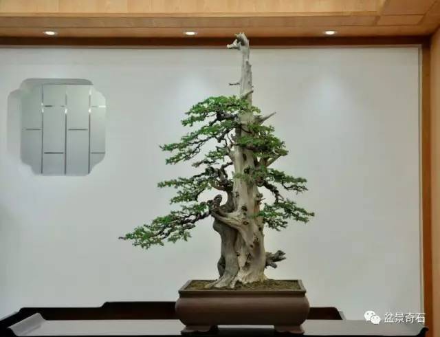 看苍老盆景 悟禅味沧桑