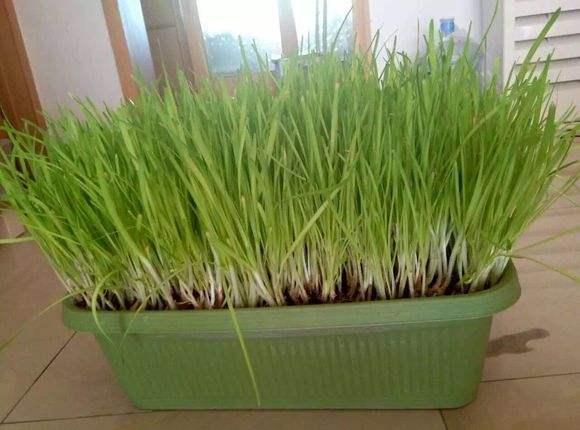 家庭黄韭盆景,育出好“钱”途