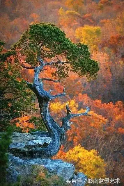 大自然才是最好的盆景老师