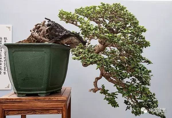 林家辉盆景师对岭南盆景发表了不同看法