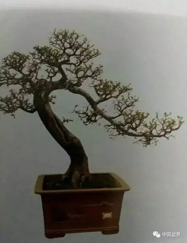 林家辉盆景师对岭南盆景发表了不同看法