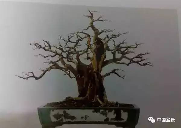 林家辉盆景师对岭南盆景发表了不同看法