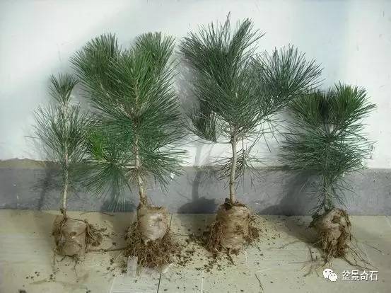 黑松盆景嫁接技术