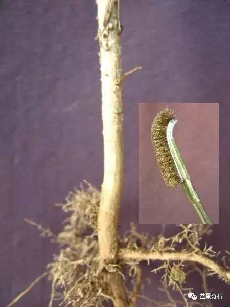 黑松盆景嫁接技术