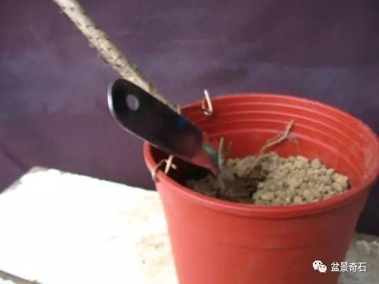 黑松盆景怎么嫁接的技术