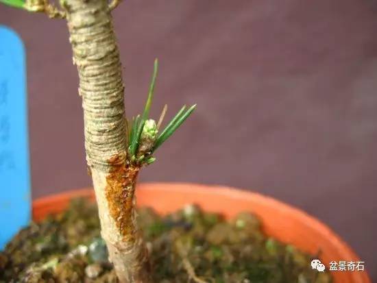 黑松盆景怎么嫁接的技术