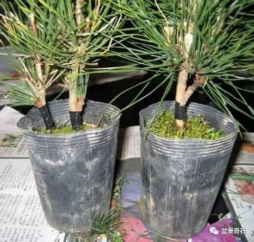 黑松盆景怎么嫁接的技术