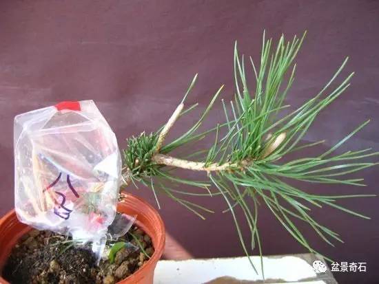 黑松盆景怎么嫁接的技术