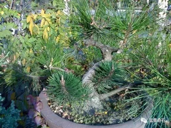 黑松盆景怎么嫁接的技术