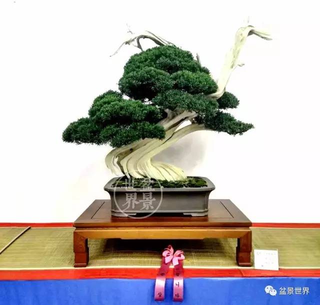 揭开韩国盆景第一大展的神秘面纱