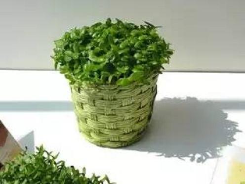 这样养盆景才容易活 你平时都怎么养?