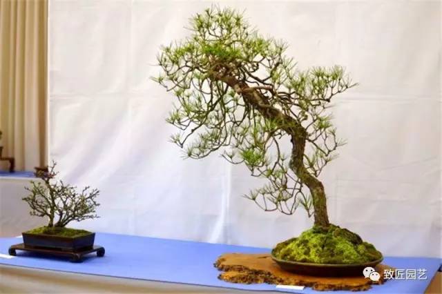 屋伦市植物园海外盆景欣赏