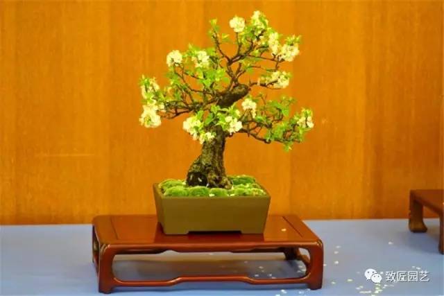 屋伦市植物园海外盆景欣赏