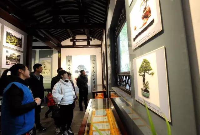 虎丘开启2017年苏派盆景志愿讲解服务活动