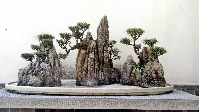 建水朱家花园这些盆景你看过吗?