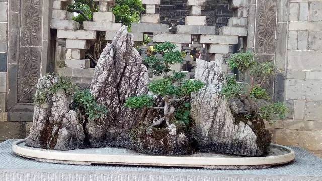 建水朱家花园这些盆景你看过吗?