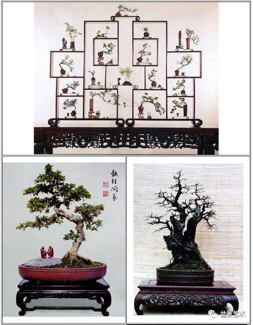 盆景艺术盆景的摆设