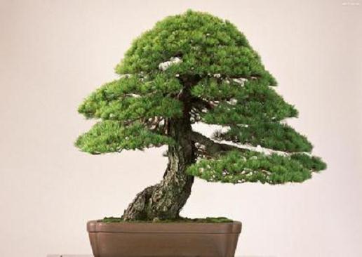 木框盆景作摆设