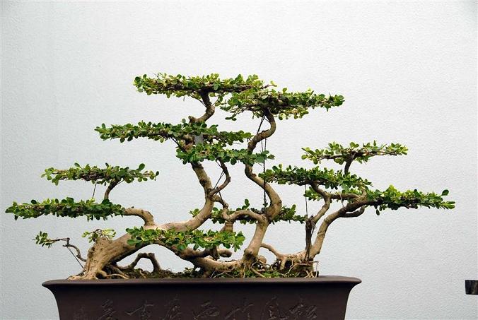 盆景既能用来当摆设还能炒菜食用