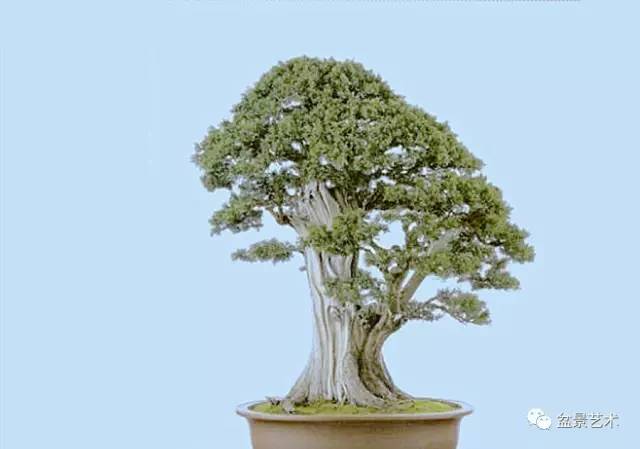 盆景艺术是人类和大自然和谐共存的产物,
