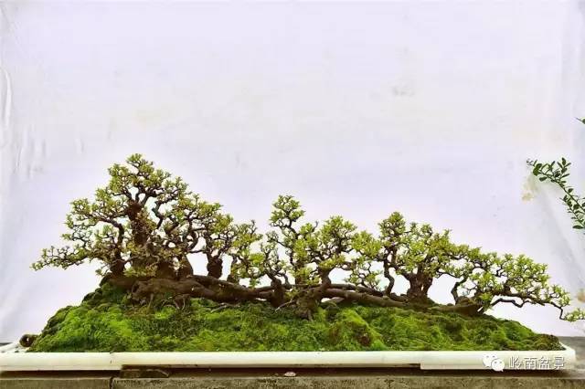 经典篇 | 杨耀其盆景作品专辑