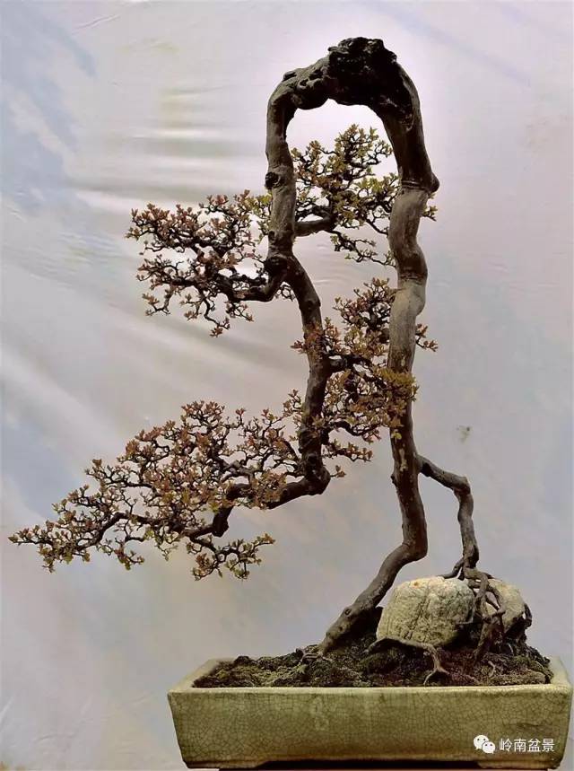 杨耀其盆景作品专辑