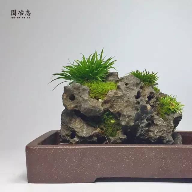 附石菖蒲及菖蒲盆景养护