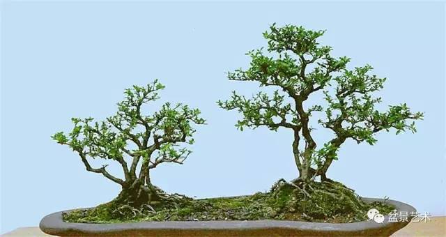 湖南盆景的发展还要面对一些困难