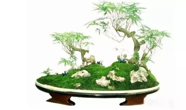 竹盆景欣赏 枝叶多姿 四季常绿