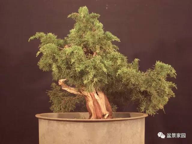 盆景素材舍利骨的制作方法