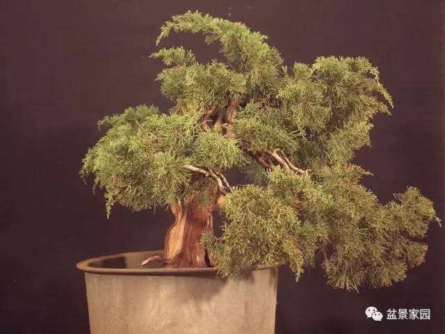 盆景素材舍利骨的制作方法