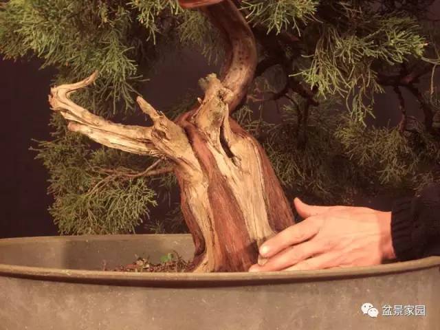 盆景素材舍利骨的制作方法