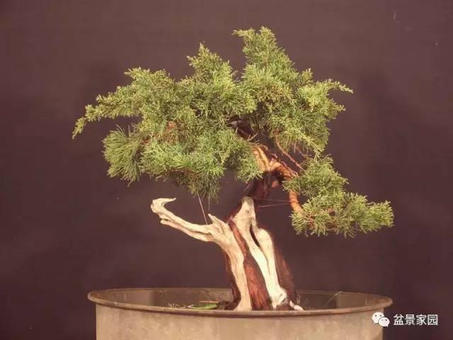 盆景素材舍利骨的制作方法